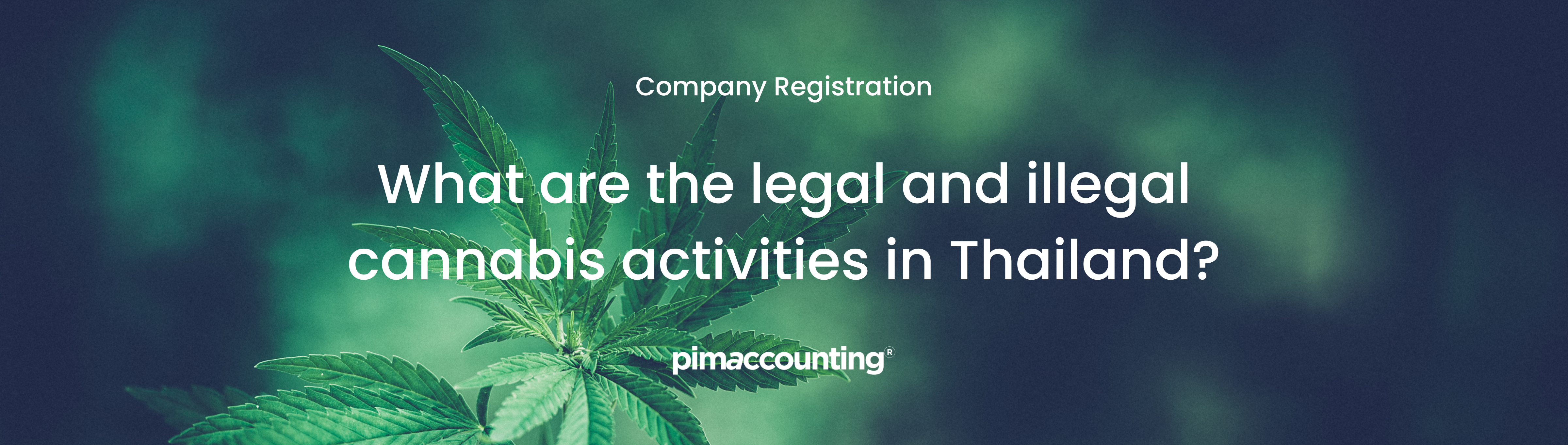  legal and illegal activities for the Cannabis business in Thailand?