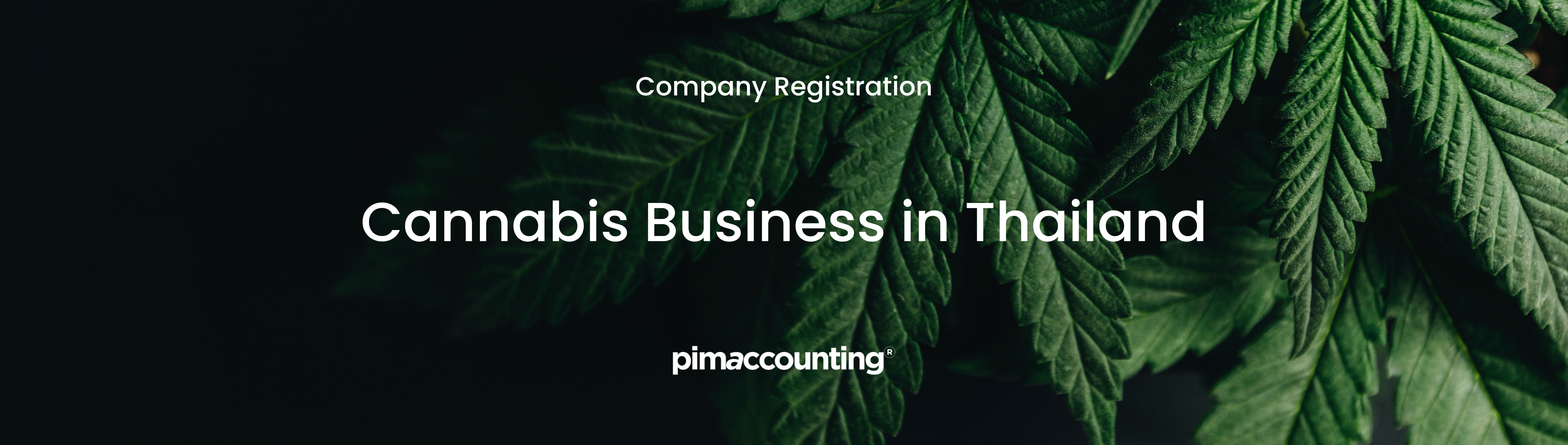 Cannabis Business in Thailand